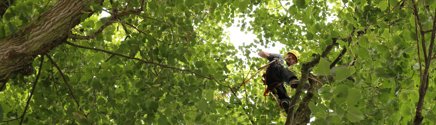 Dominik Ahlendorf bei der Arbeit im Baum