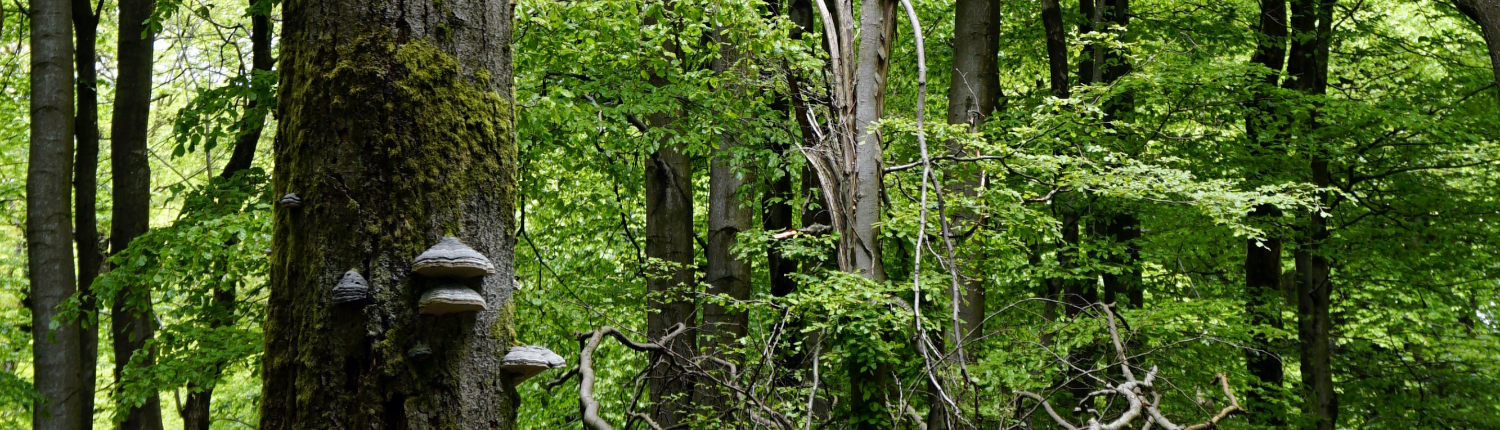 Baum mit Pilzen bewachsen